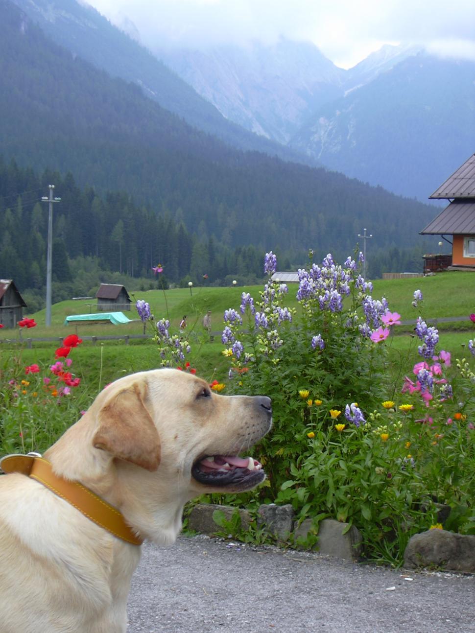 Free Image of Dog in mountain 