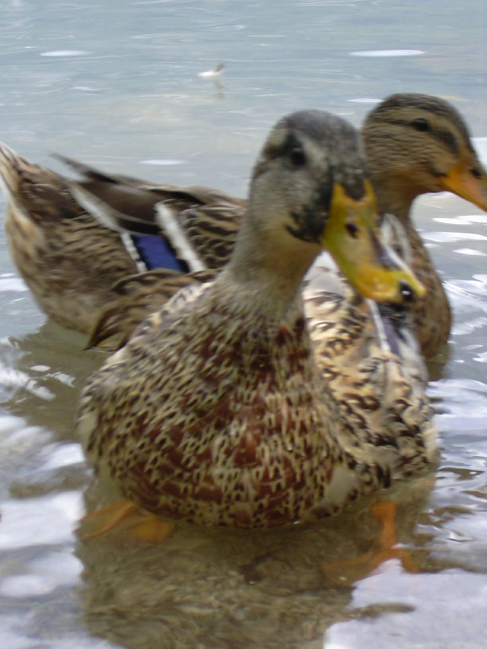Free Image of Wild duck 