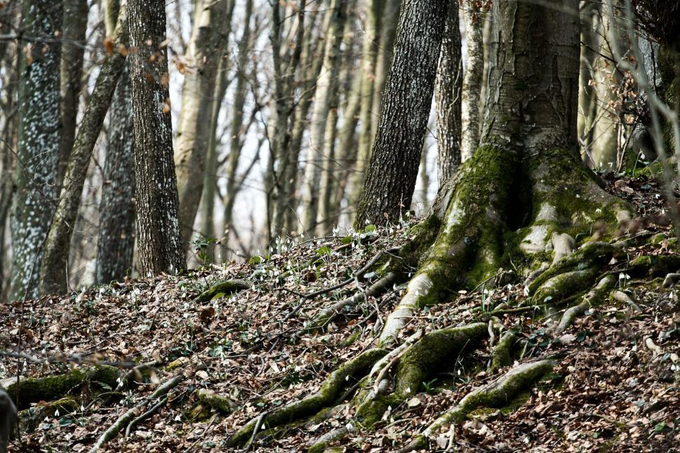 Free Image of Spring forest detail 