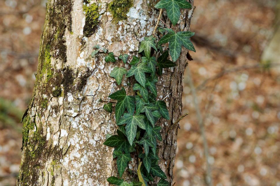 Free Image of Spring forest vine 