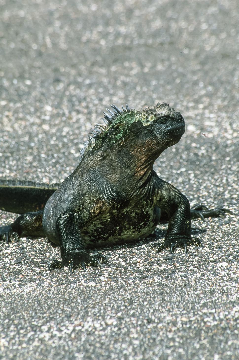 Free Image of Galapagos Iguana 