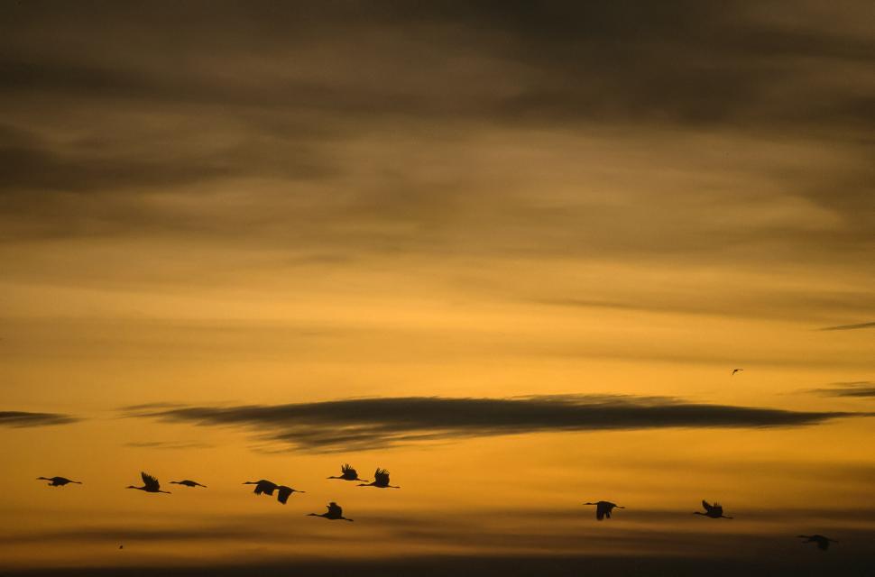 Free Image of Birds at Sunset 