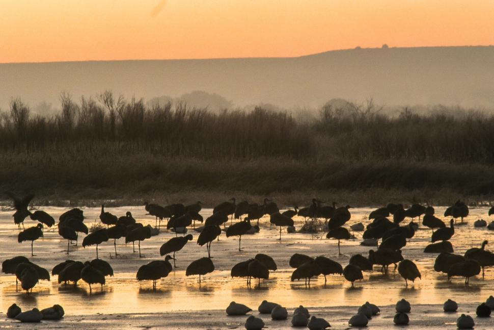 Free Image of Wild Birds in a Marsh 