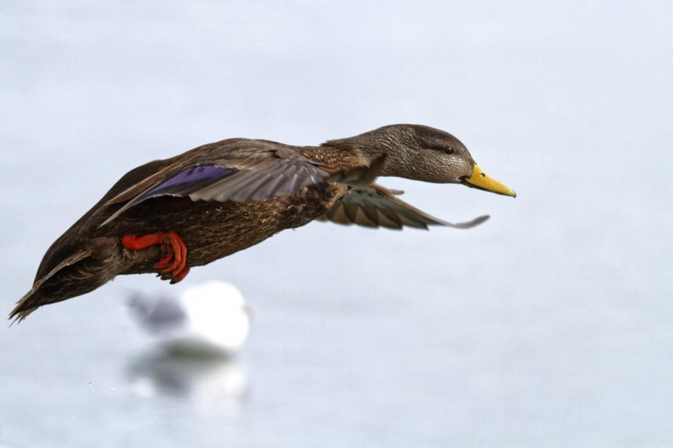 Free Image of Female mallard duck in flight 