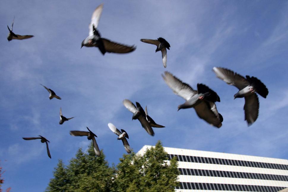 Free Image of City pigeons 