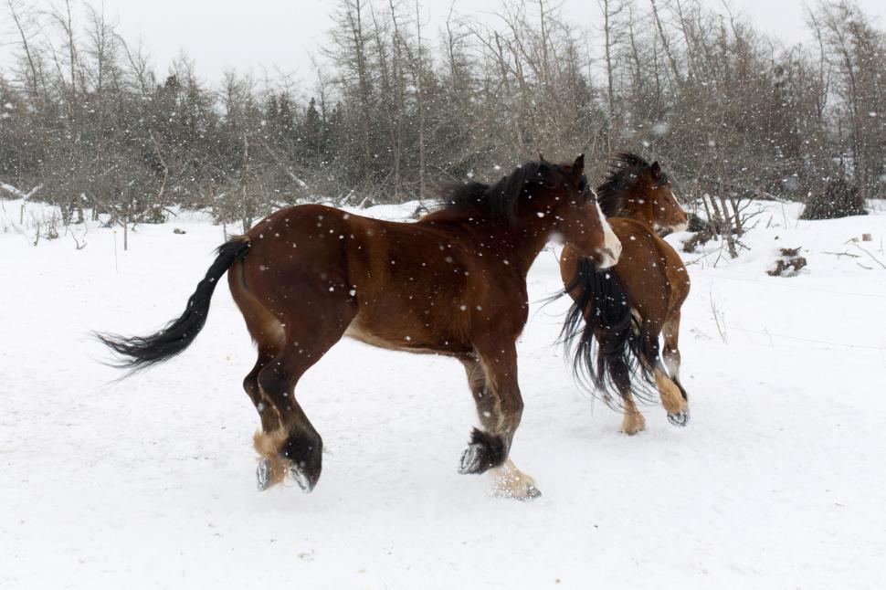 Free Image of Horses in the snow 