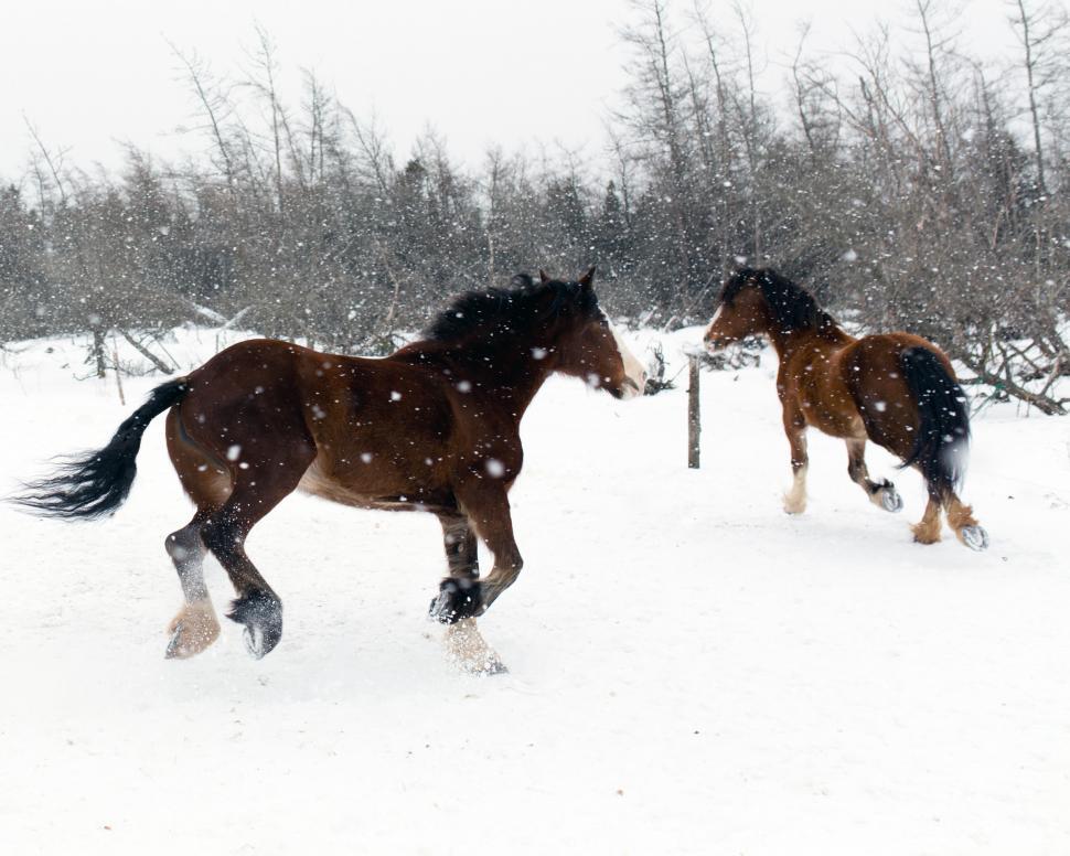 Free Image of Horses in winter 