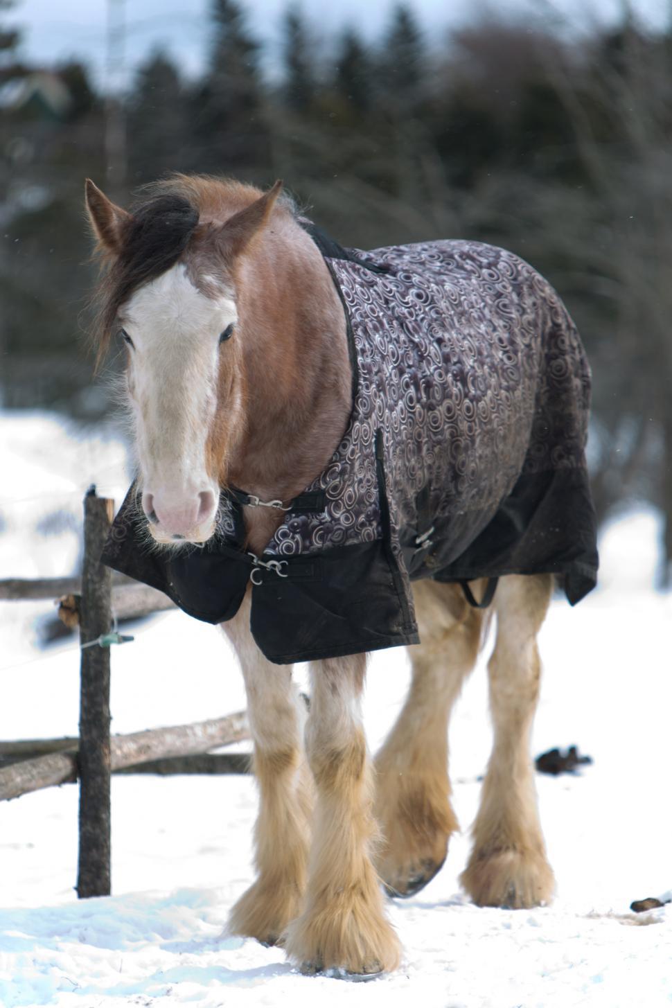 Free Image of Horse standing in snow 