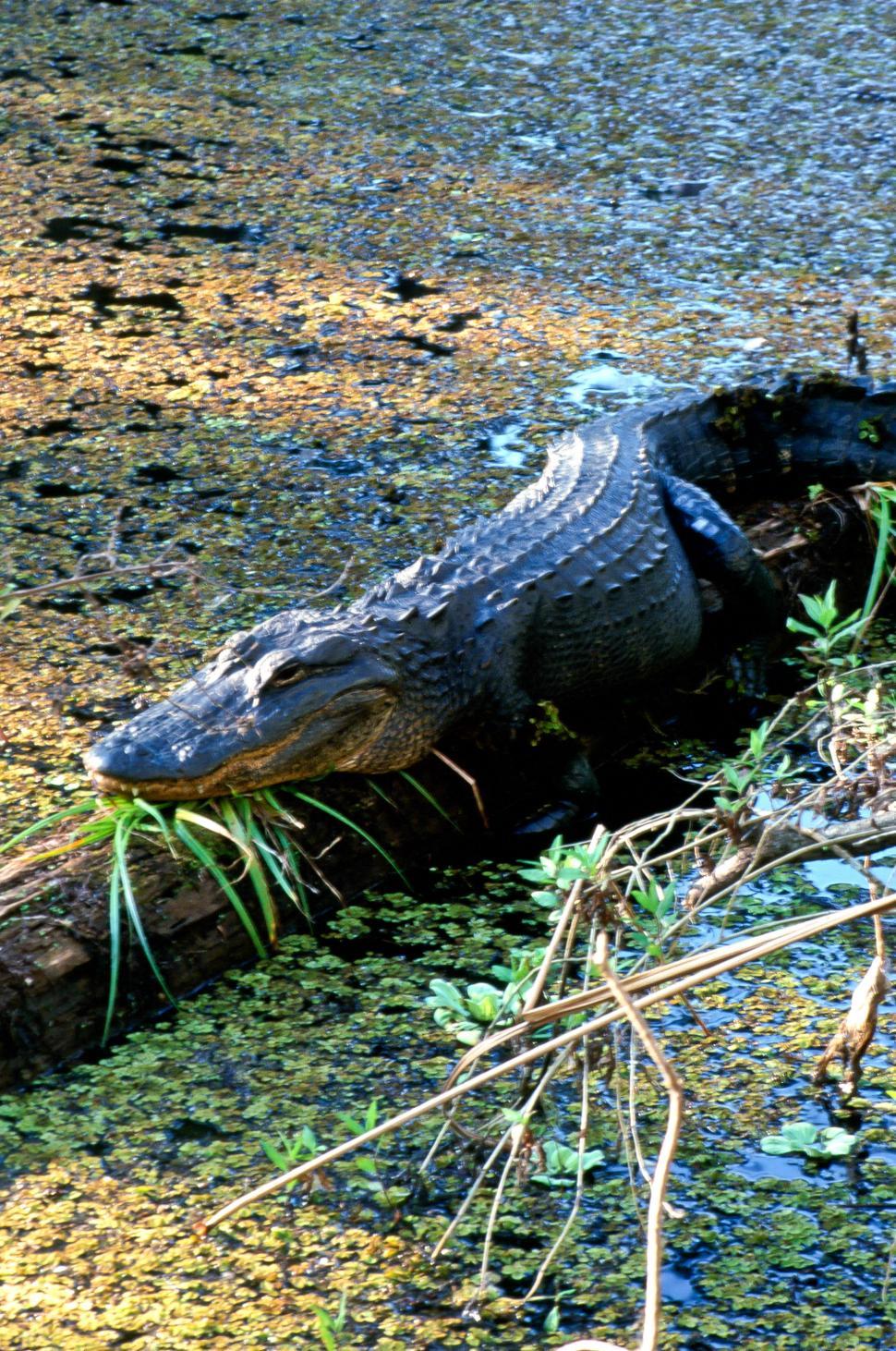 Free Image of Alligator Resting 