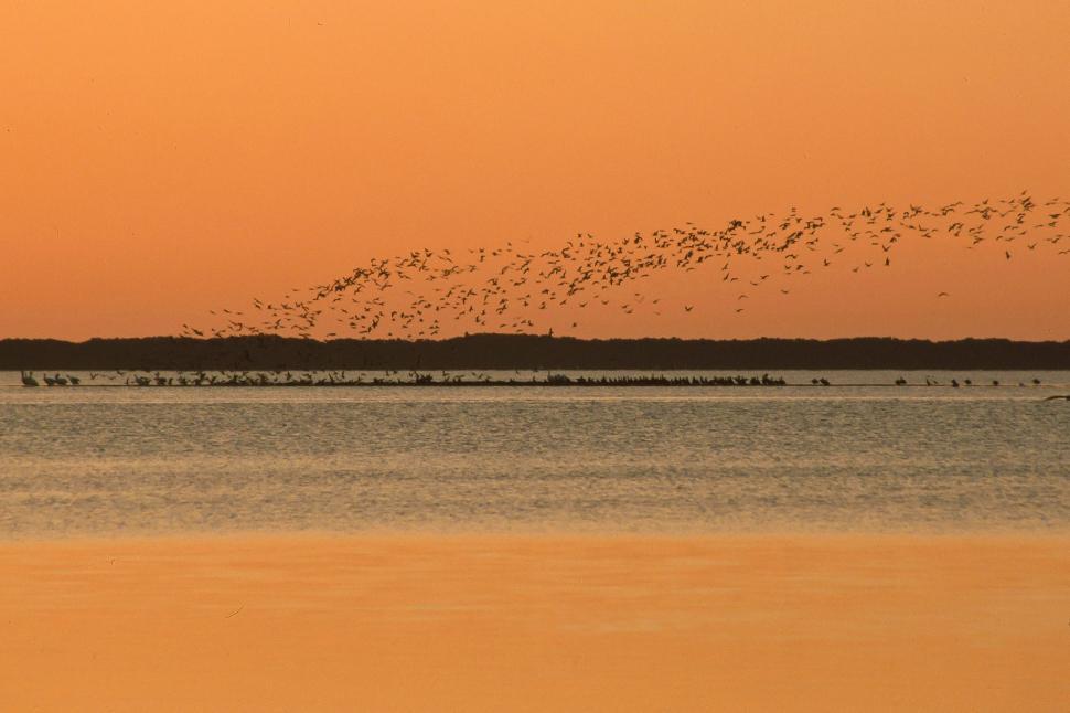 Free Image of Birds Flying at Sunrise 