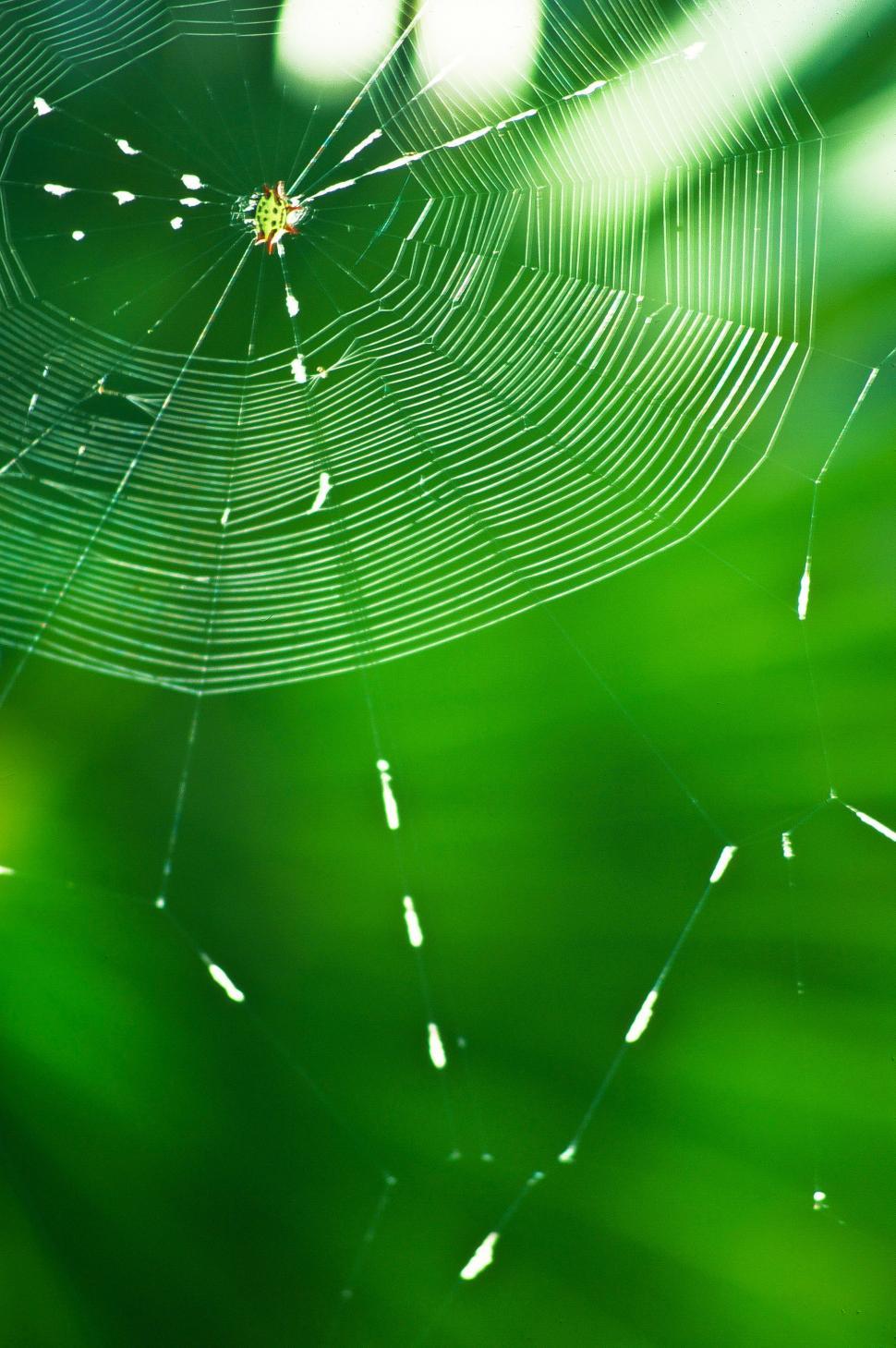 Free Image of Spider Web 