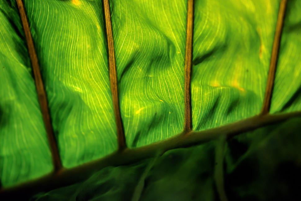 Free Image of Contrast Leaf 