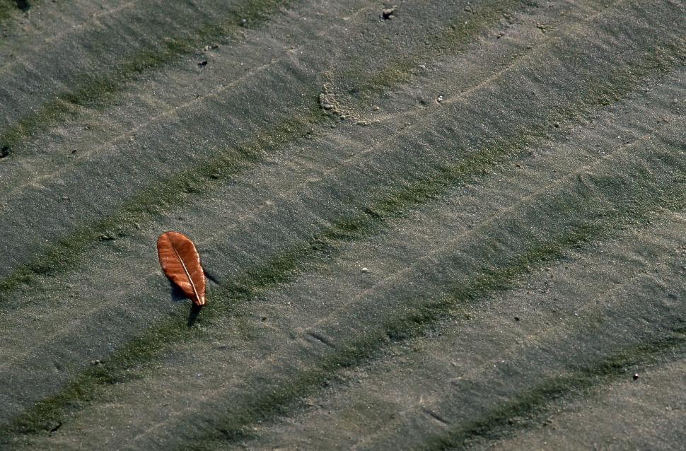 Free Image of Autumn Leaf 