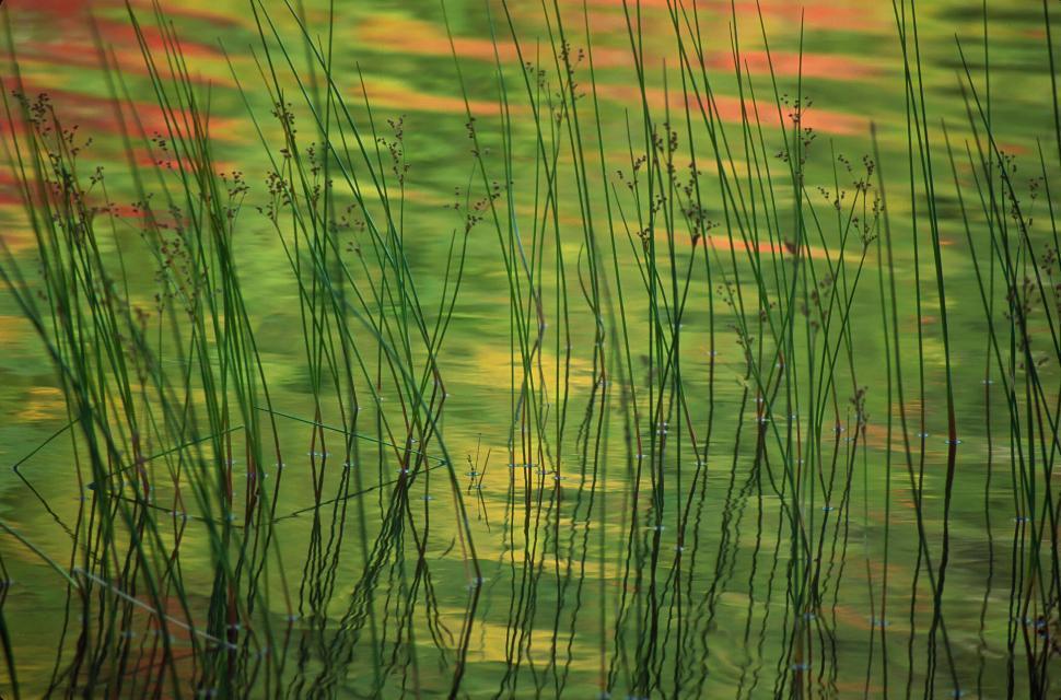 Free Image of Reflected Reeds 