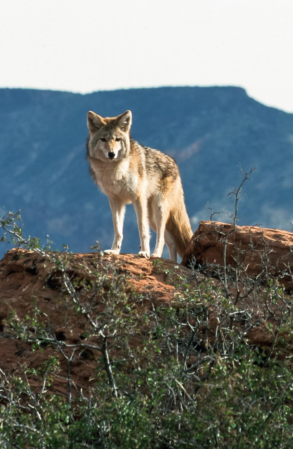 Download Free Stock Photo of Coyote in the Canyon 