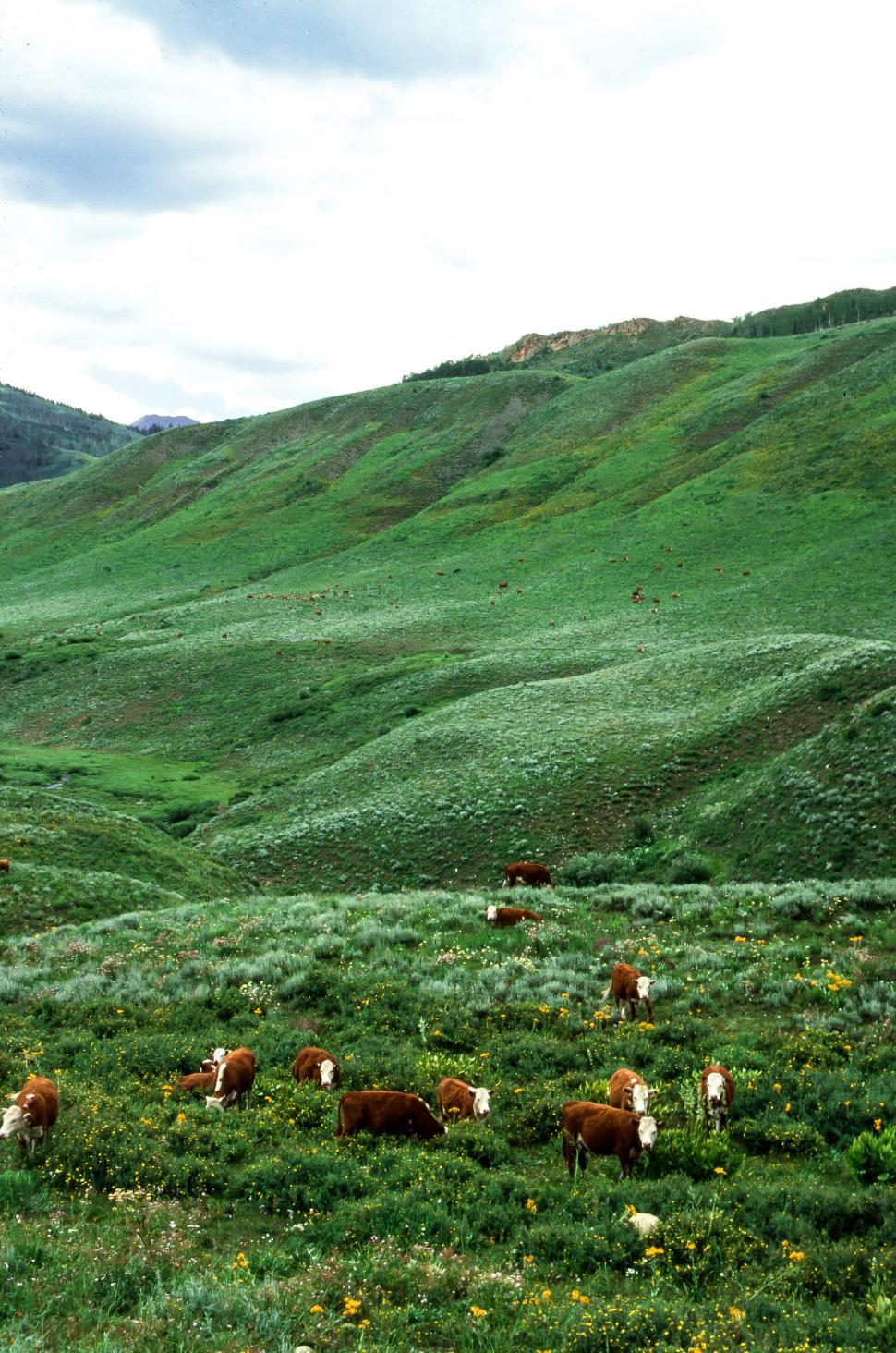 Free Image of Herd of Cows 