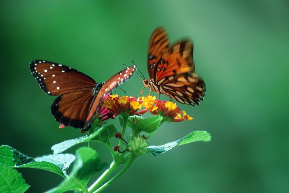 Free Image of Butterfly Place at Bronx Zoo 
