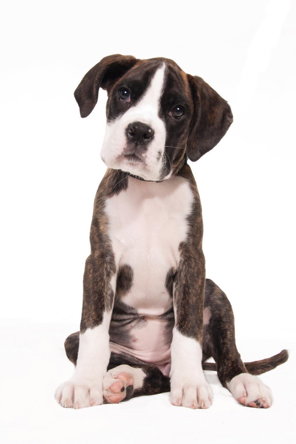 Free Image of boxer dog puppy, isolated over white background 