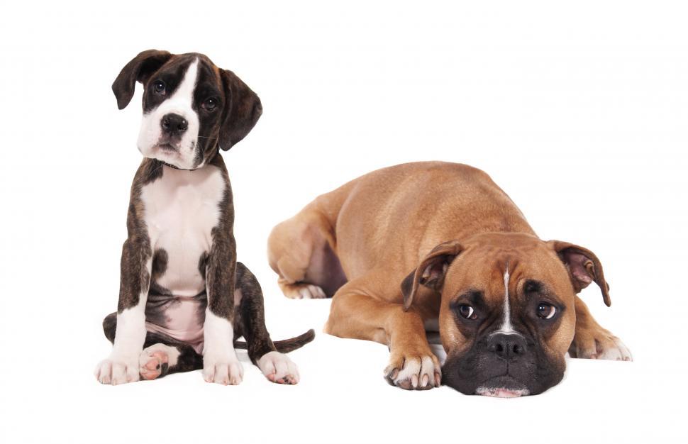 Free Image of boxer puppy and adult dog on white backround 