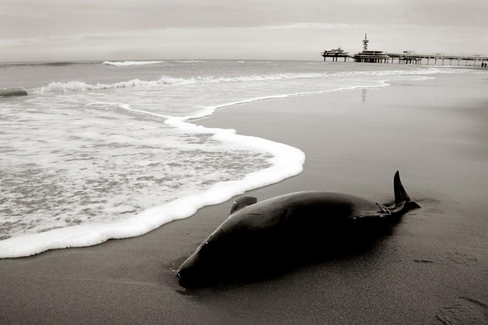Free Image of Dolphin washed to shore 