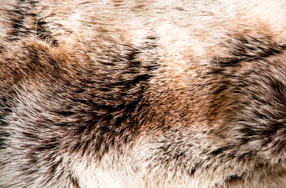 Free Image of Animal fur texture 