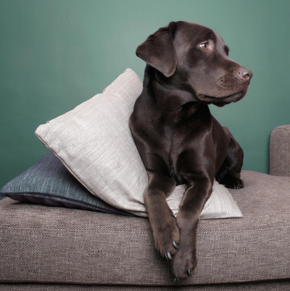 Free Image of Dog Sitting on Couch With Pillow 