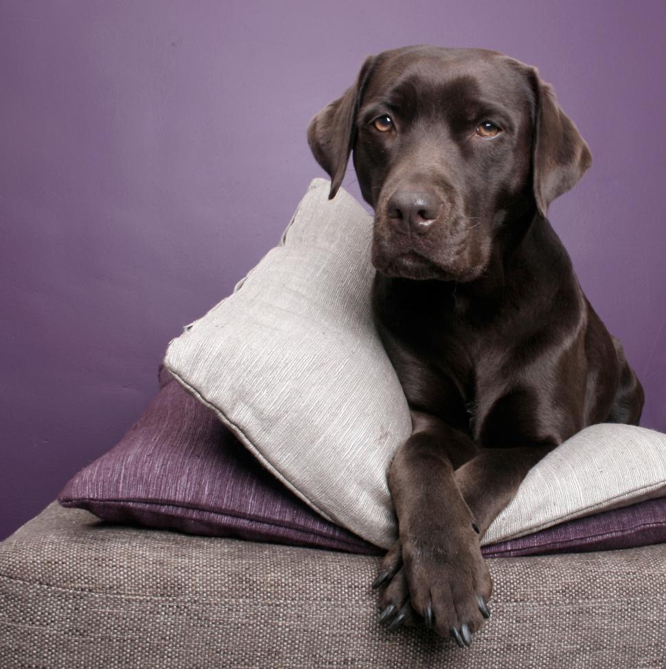 Free Image of Labrador dog lying on pillows 
