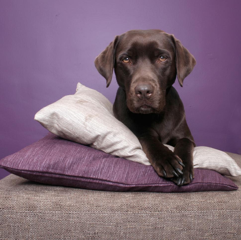 Free Image of Black Dog Laying on Pillow on Couch 