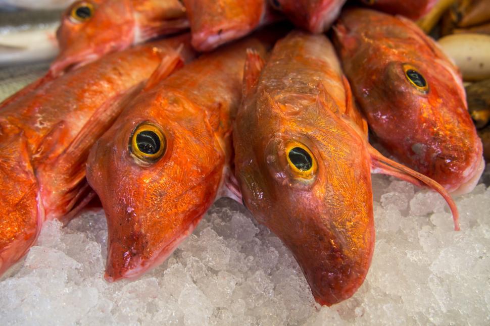 Free Image of Fresh fish in a market 