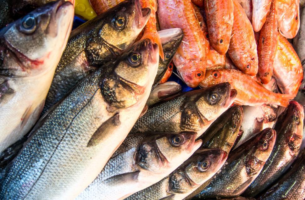 Free Image of Fresh fishes in a market 