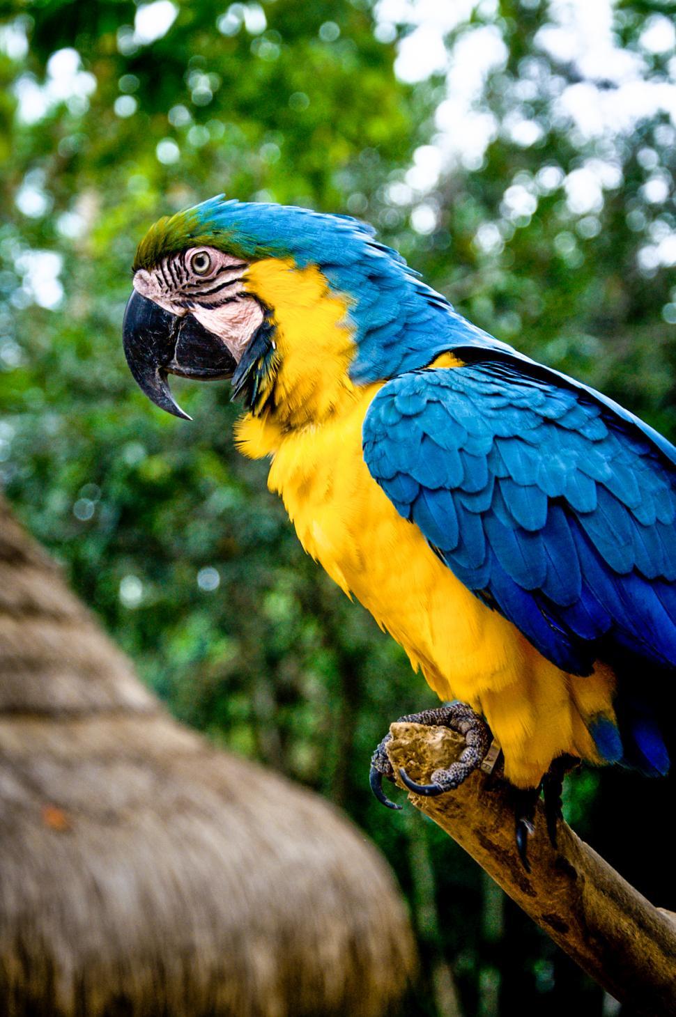 Free Image of Parrot bird 