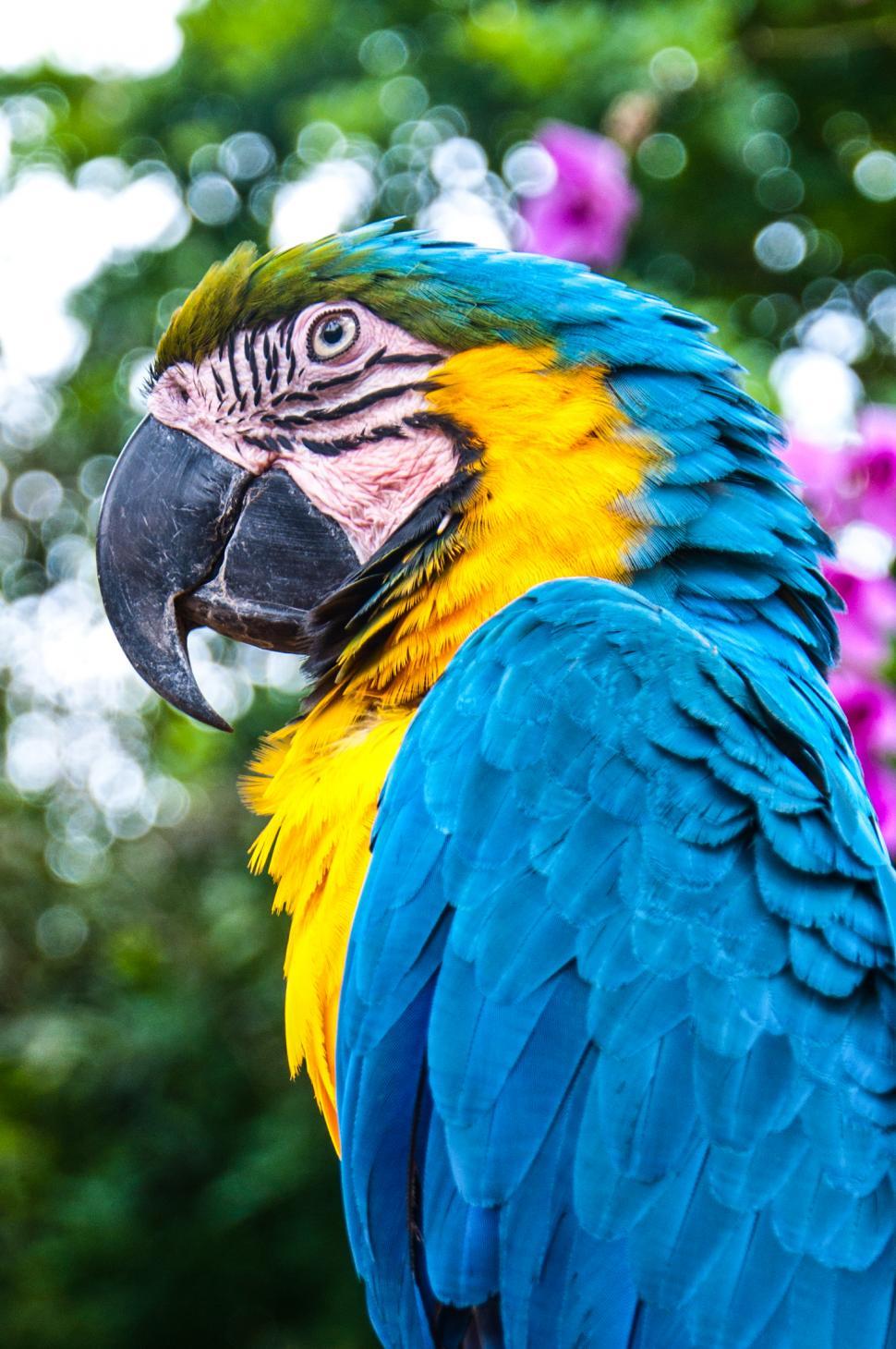 Free Image of Blue and Gold Macaw bird 