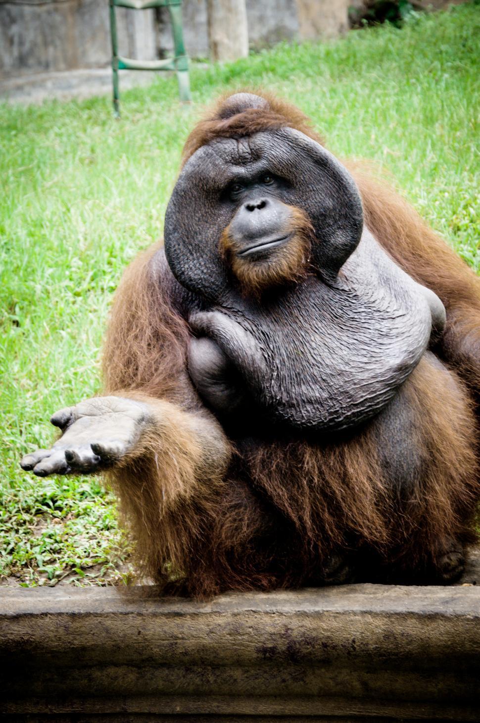 Free Image of Orangutan monkey 