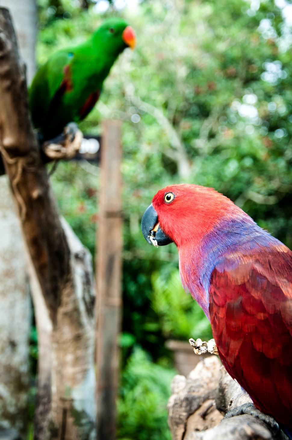 Free Image of parrot bird 