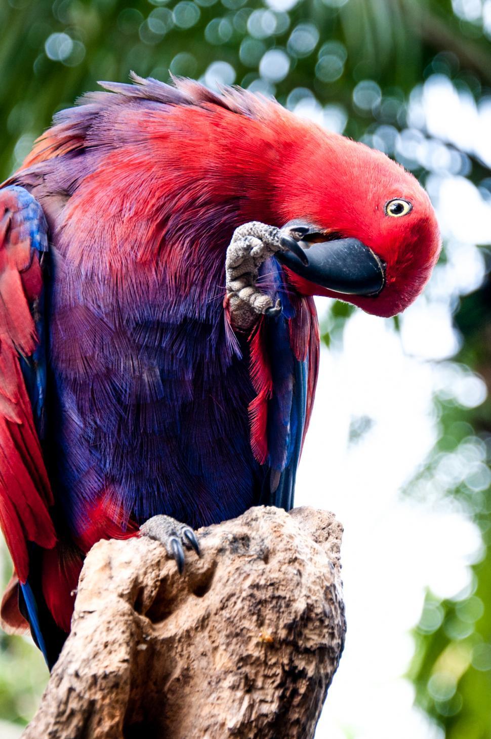 Free Image of Red Parrot bird 