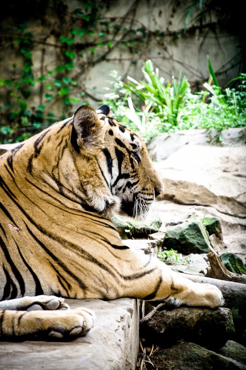 Free Image of Tiger 