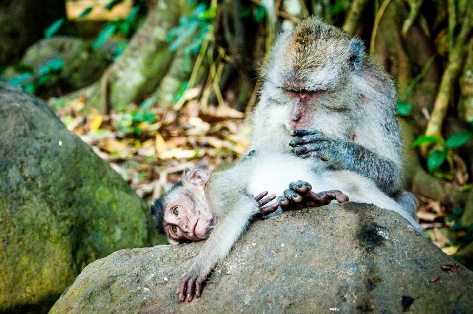 Free Image of monkey and baby 