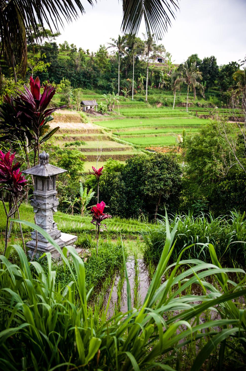 Free Image of Rice Fields in Bali Asia 