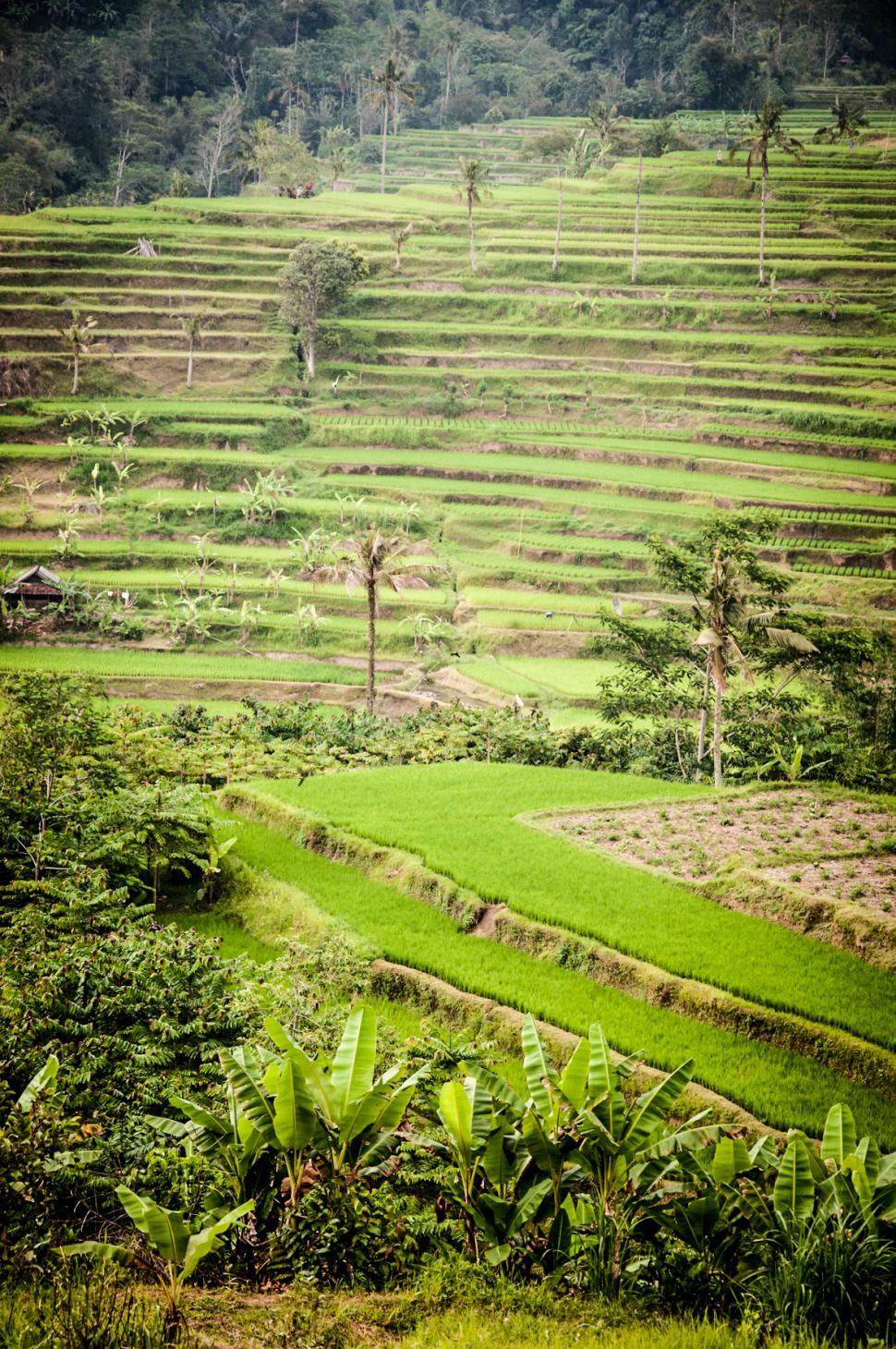 Free Image of Rice Fields in Bali Asia 