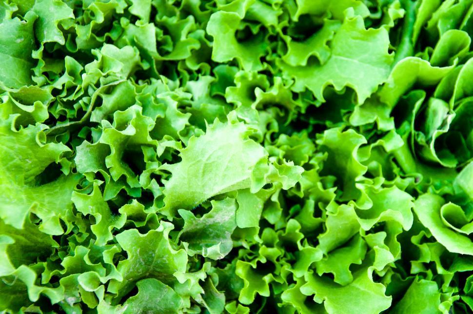 Free Image of Green salad 