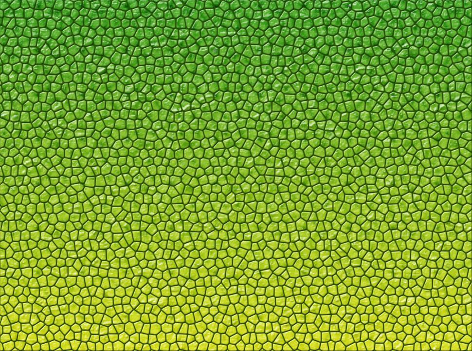 Free Image of Reptile skin texture 