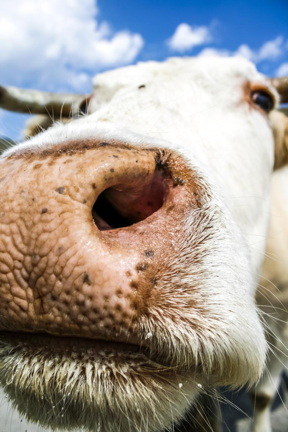 Free Image of cow muzzle close up 
