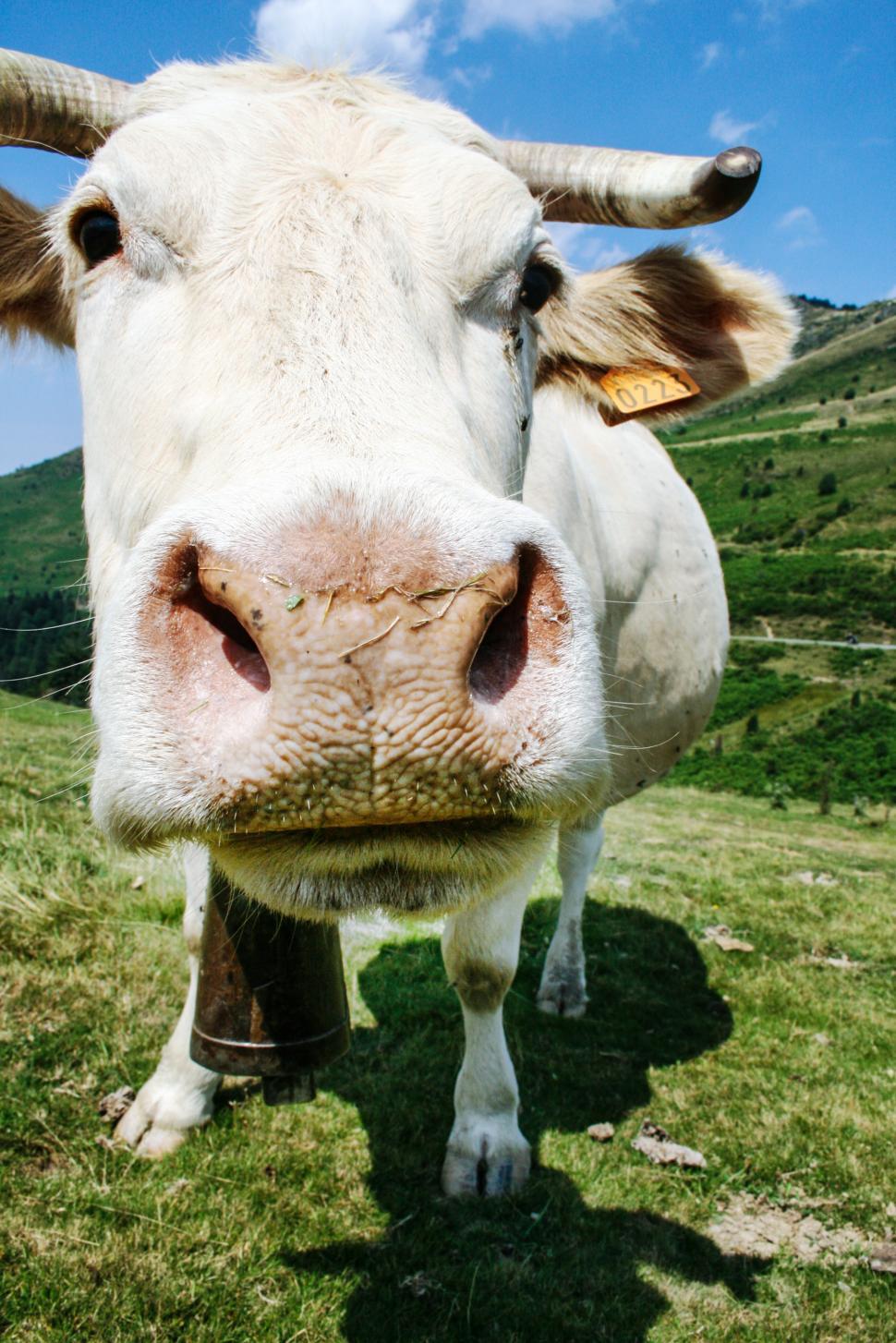 Free Image of The Cow on grass 