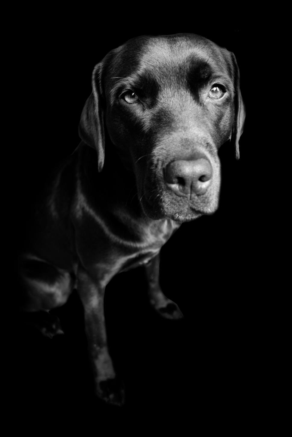 Free Image of Labrador retriever dog 