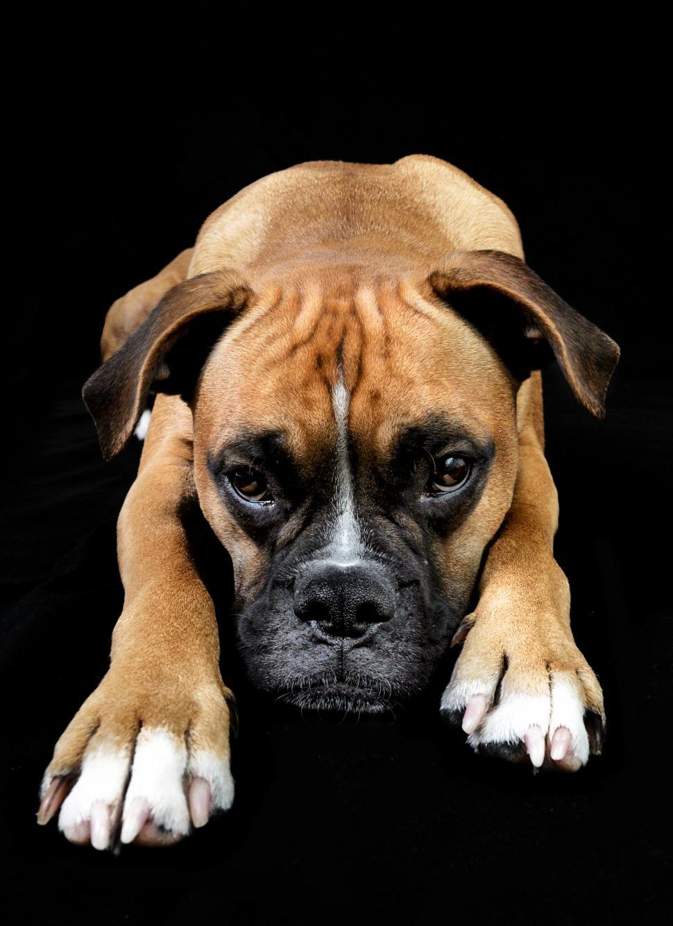 Free Image of boxer dog portrait in studio 