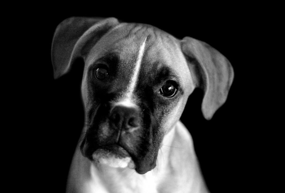 Free Image of boxer dog portrait in studio 