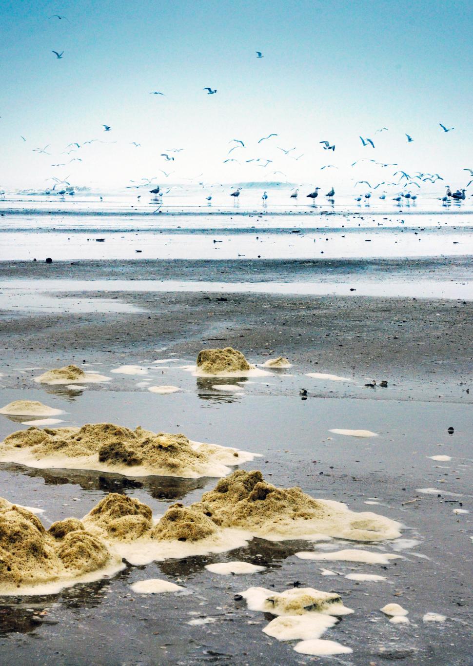 Free Image of a beach with many seagulls  