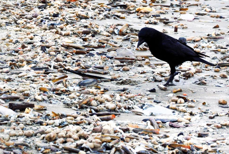 Free Image of Black crow on beach 