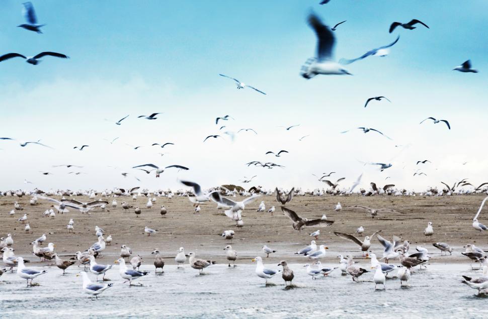 Free Image of Seagulls on beach 