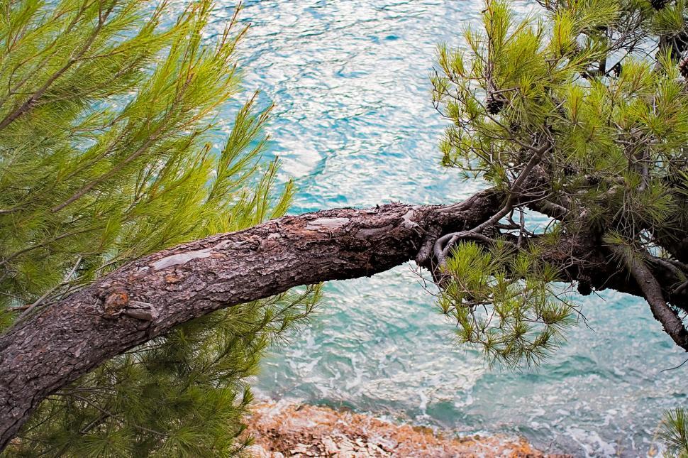Free Image of Horizontal pine tree 